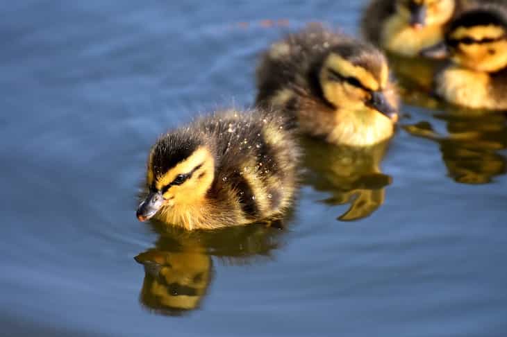 Raising Other Species' Kids: Nature Is Amazing ducklings