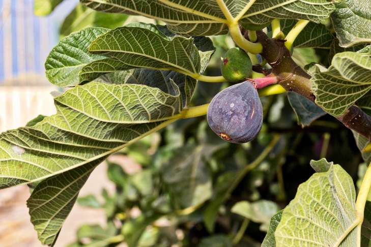 Gardening Secrets: How to Grow Figs tree