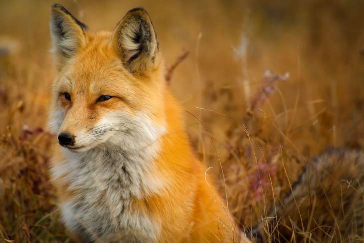 Fox: Interesting Facts animal