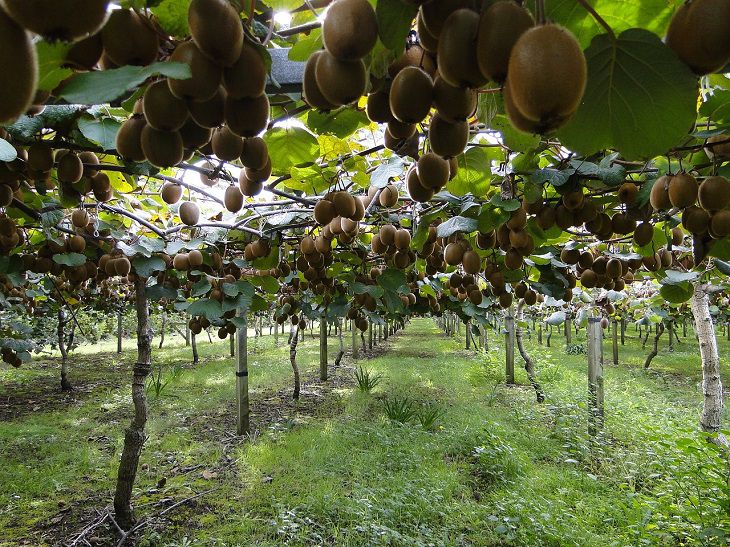 The best fruit plants for regions with warm winter: Gardening tips kiwis