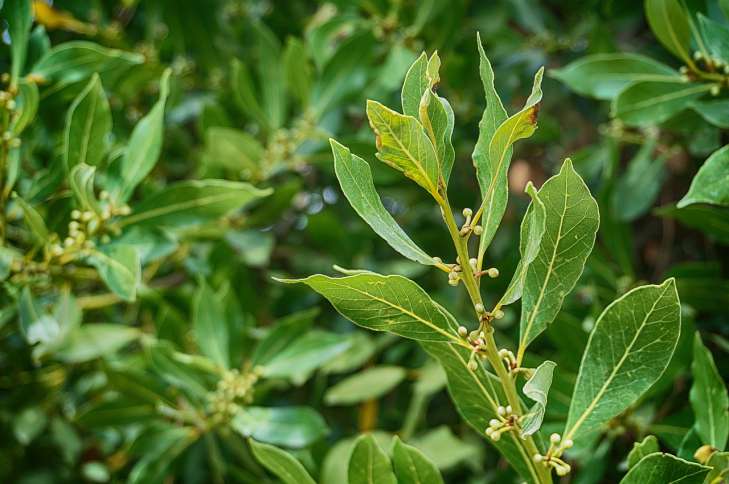 Bay Tree: Growing and Care tree