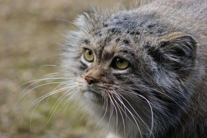 Interesting Facts: Who Are Pallas's Cats animal