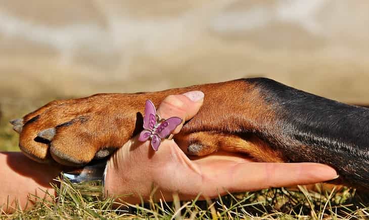 Washing Paws After Walks: Train Your Dog paw