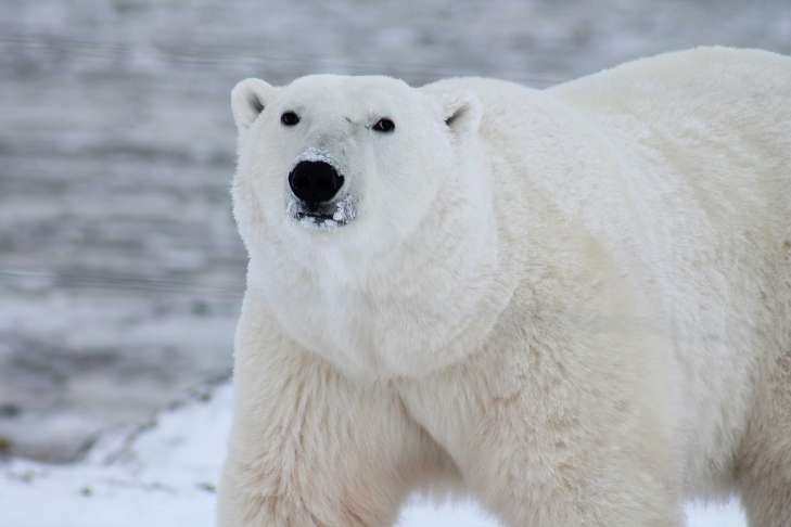 Polar Bears: Interesting Facts animal