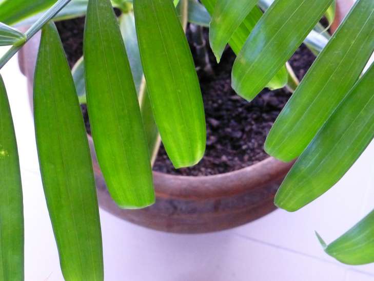 Brighamy: Cultivation and Care plant