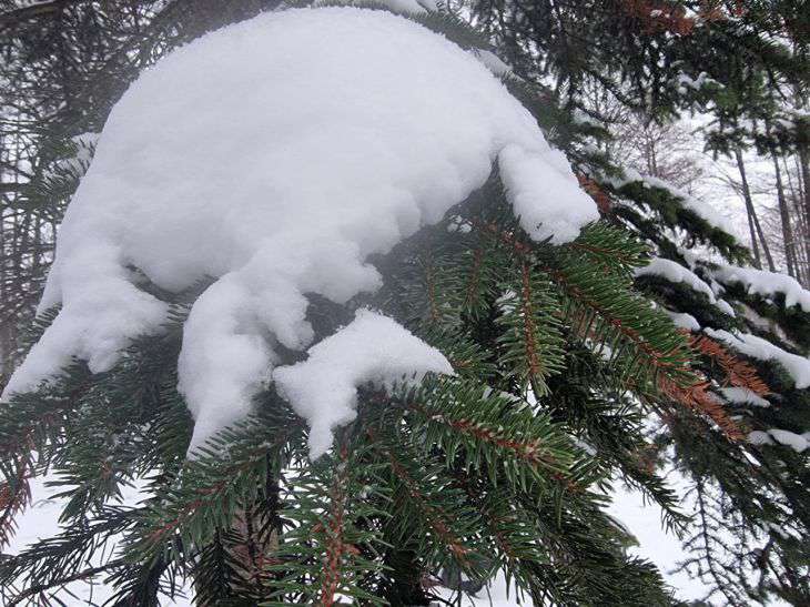 Народные приметы на 24 декабря: сколько снега на Даниила – столько и травы будет весной снег