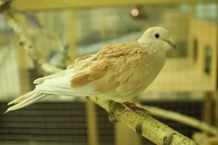 Как подружить кошку и птицу: полезные советы для владельцев сразу двух питомцев Птица