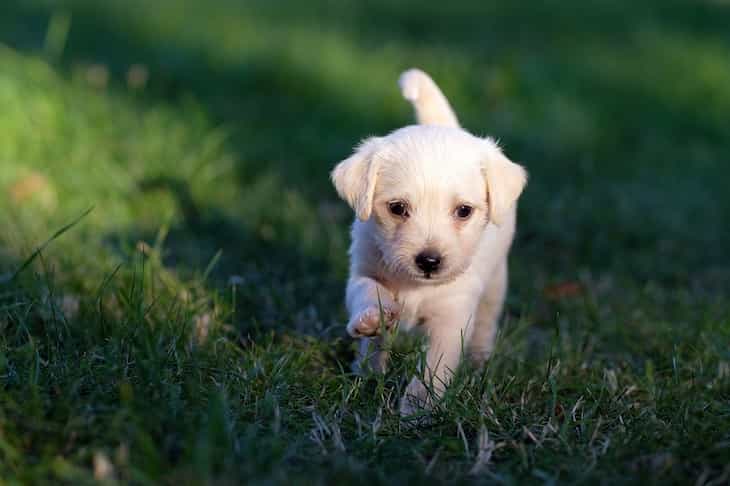 Take Your Puppy To a Vet: Unobvious Signs puppy