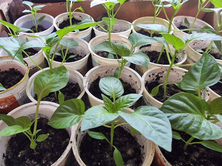 Рассада не будет хилой и неказистой, если подкармливать ее этим: важное удобрение рассада