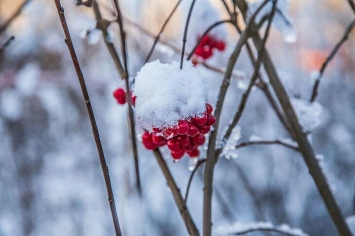 Природа, растения