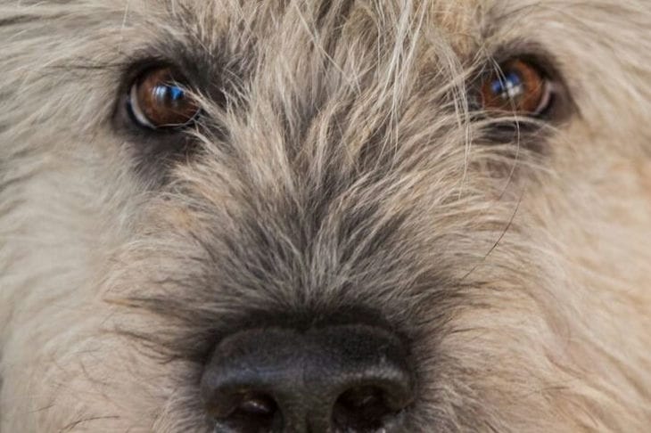 Как приучить собаку мыть лапы после прогулки: секреты успешной дрессировки Собака