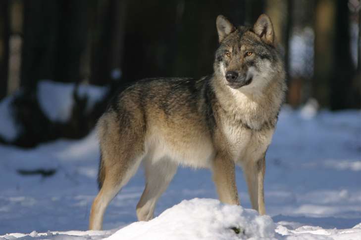 Wolves: Interesting Facts animal