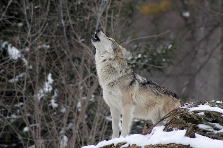 Safety measures: When you meet wild animals wolf