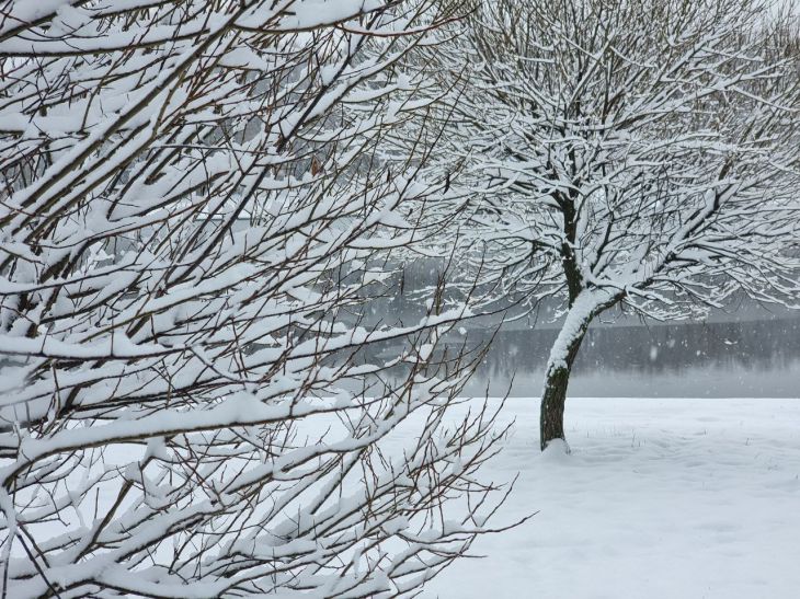 Как обезопасить деревья от снежной нагрузки
