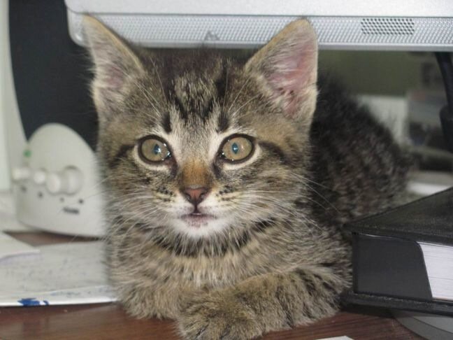 Может ли домашняя кошка выжить на улице зимой: ветеринар рассказал всю правду Кошка