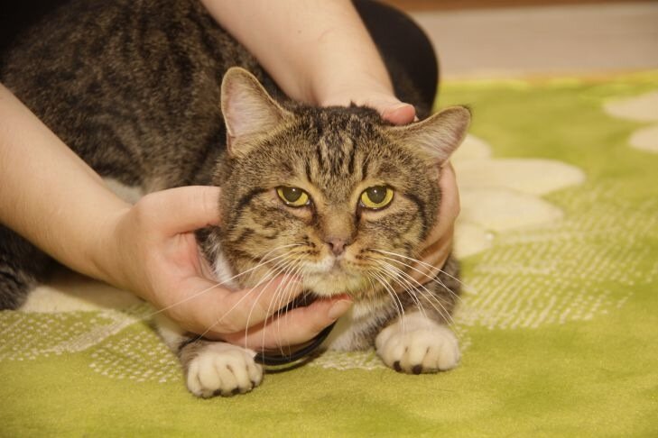 Названы самые редкие кошки, с которыми нужно повозиться: ТОП-3 породы – чем они привлекают Кошка