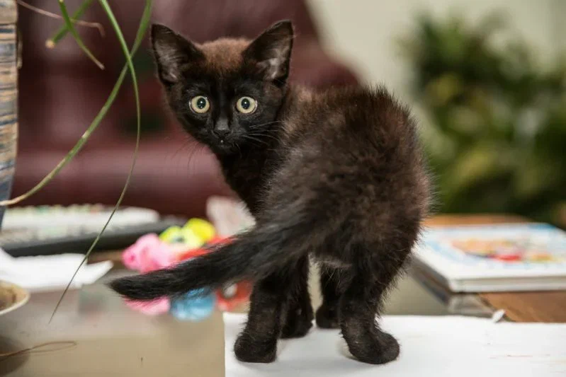 Что может обидеть вашего кота: названы 3 вещи, которые не любят питомцы Кот