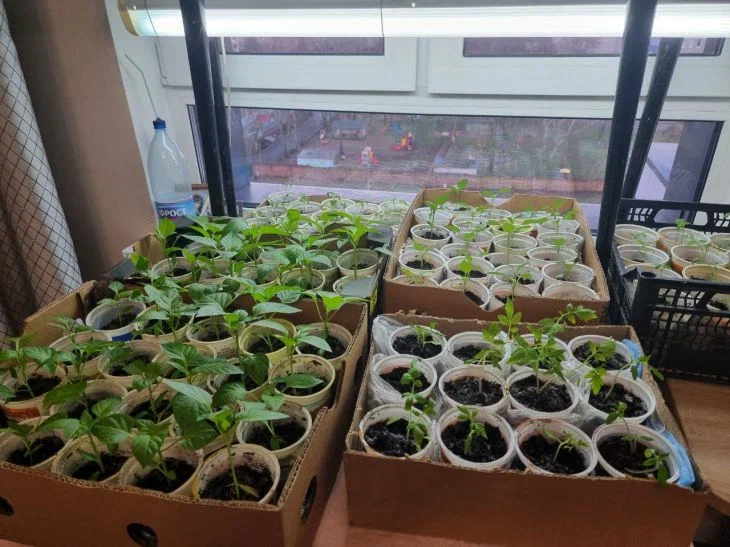 почему растения нельзя поливать холодной водой 2 класс. почему растения не рекомендуется поливать. норма полива комнатных растений. почему нельзя поливать растения холодной. почему растения нельзя поливать холодной водой.