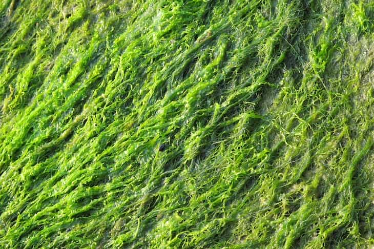 algae