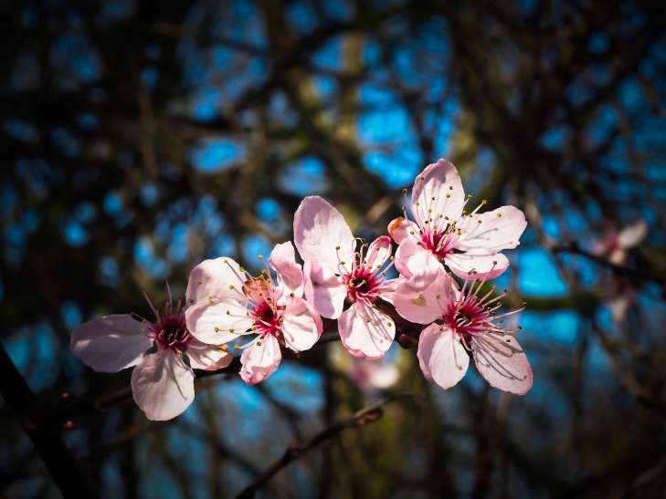 Almonds: How to Grow flowers