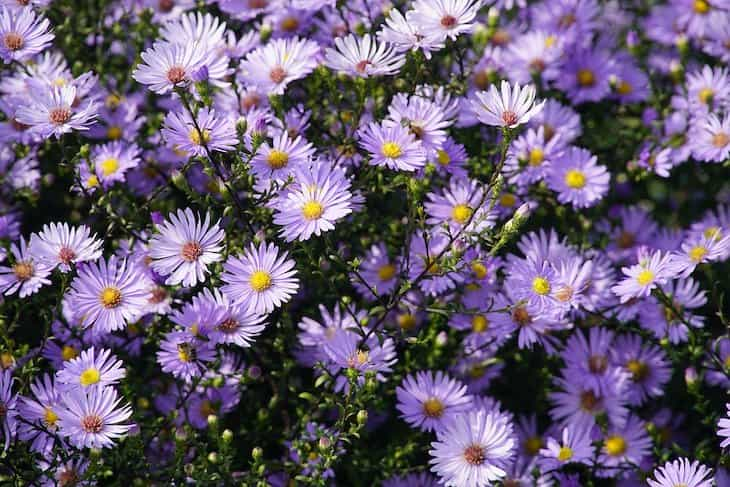 asters