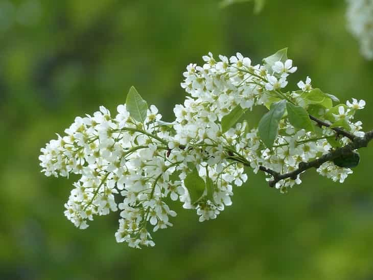 bird-cherry