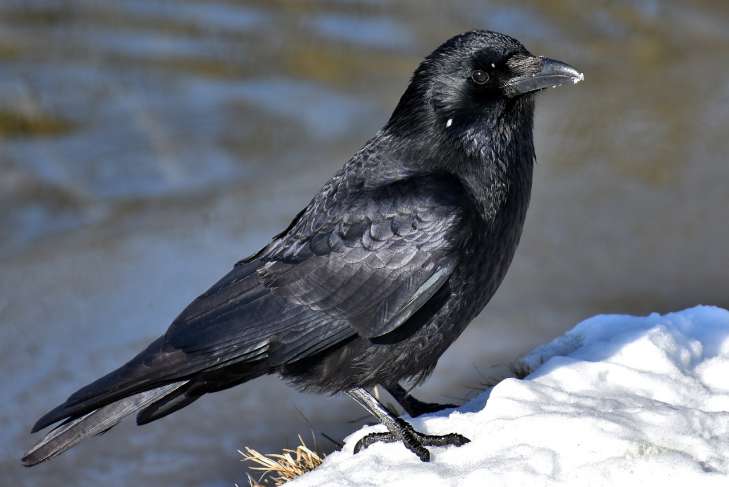 Crows: Interesting Facts – Amazing Birds bird
