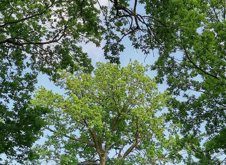 осень листопад. деревья постепенно облетают. спишите разберите предложение по членам. деревья постепенно облетают листья летят. деревья постепенно облетают листья летят.