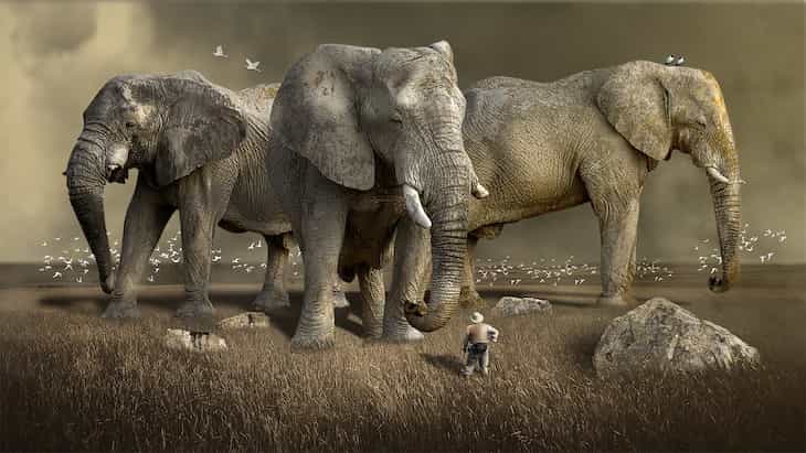 Nature is amazing: Surprising facts about elephants elephants