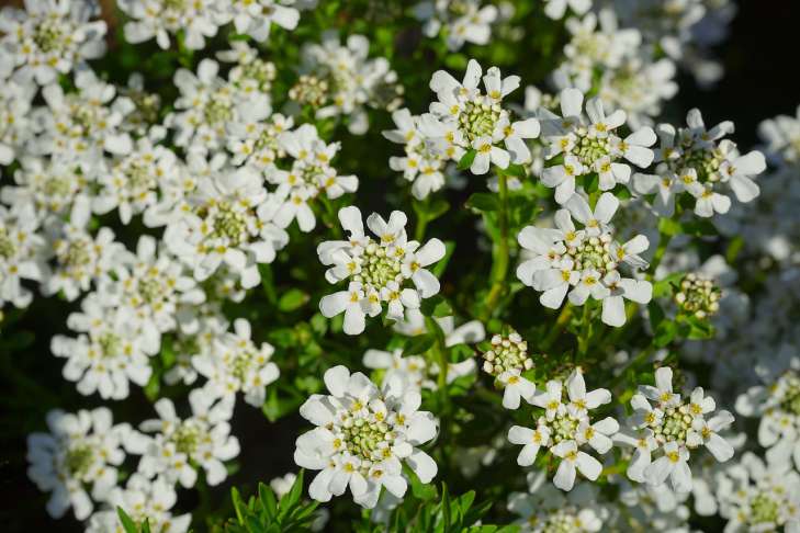 Iberis: How to Grow flowers
