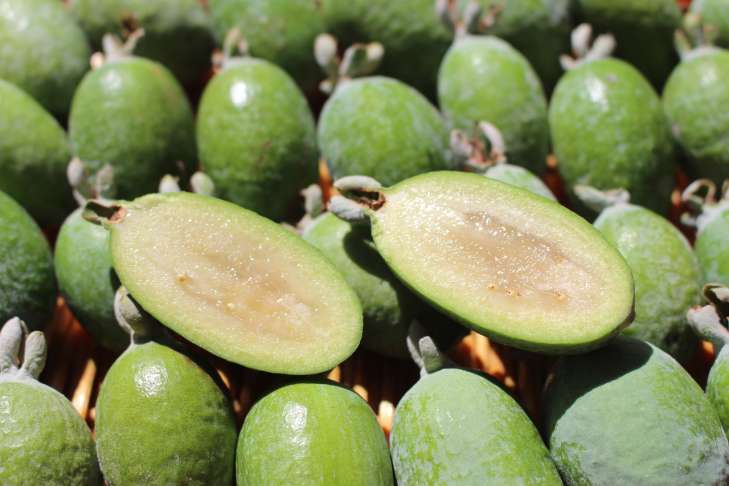 Feijoa: Health Benefits - You Didn't Know About It fruits