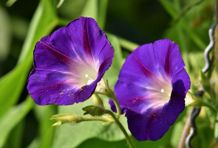 Morning Glory: How to Grow garden