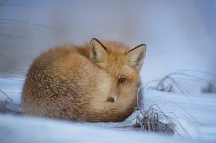 fox