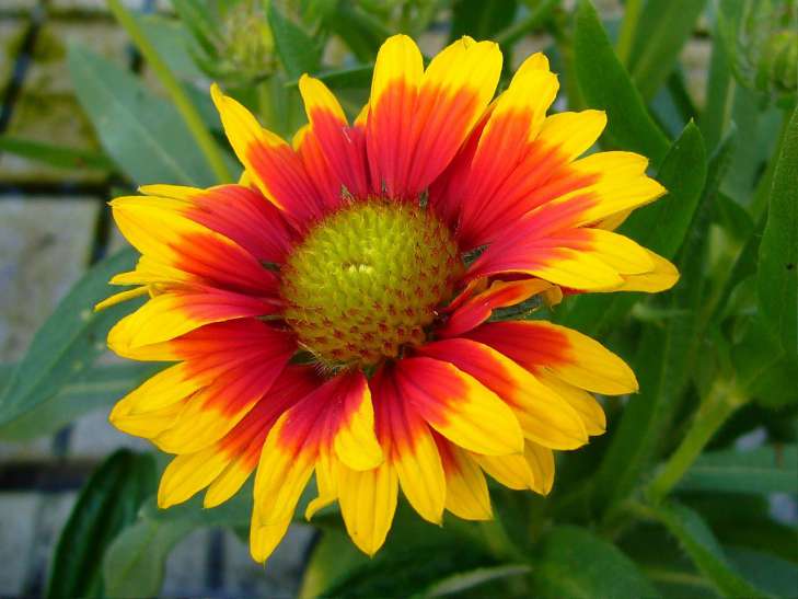 Gaillardia: How to Grow flower