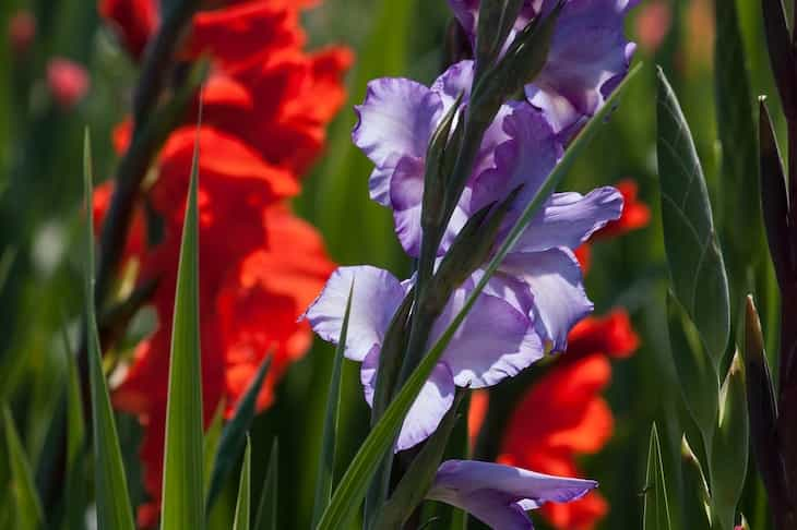 gladiolus