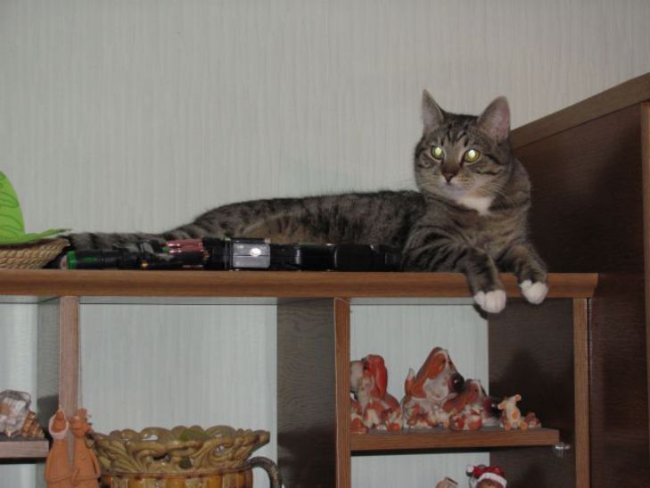 Что делать, если не получается отучить кота забираться в шкаф: выход только  один: новости, кошки, поведение кошек, шкаф, мебель, советы владельцам кошек,  домашние животные