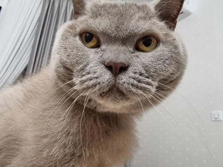 Ветеринар рассказала, почему надо подогревать корм для кошек Кот