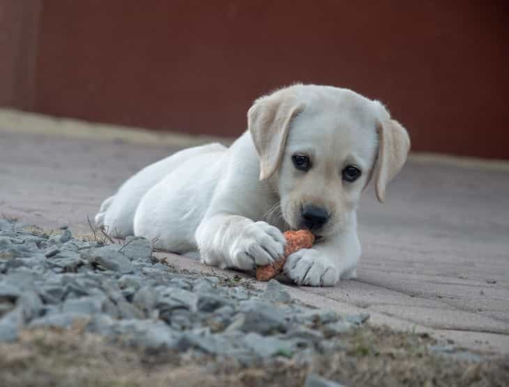 labrador