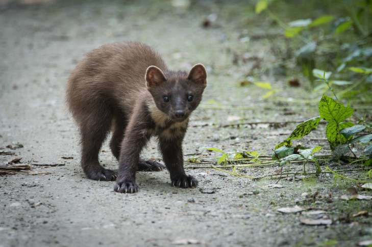 Marten: Interesting Facts – Amazing Wild Animals animal