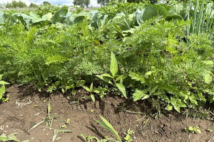 Как посадить морковь, чтобы увеличить ее урожай в два раза: хитрый способ – для обильного плодоношения Морковь