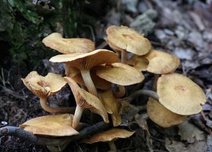 mushrooms