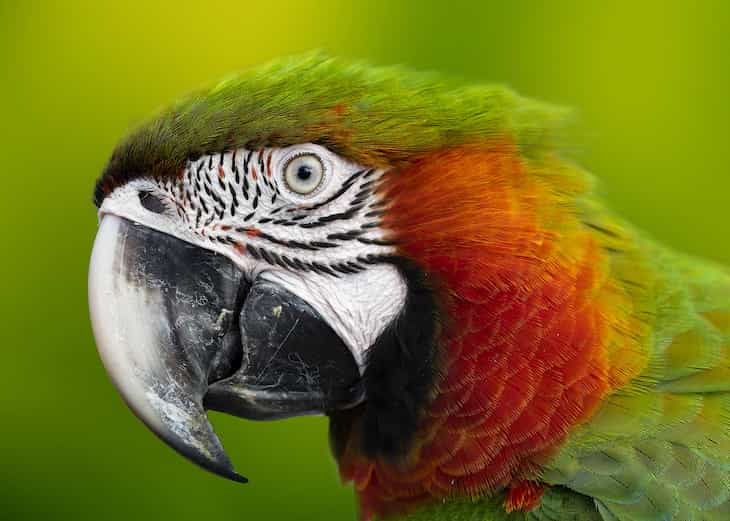 Pet owner's tips: Teach your parrot to speak parrot