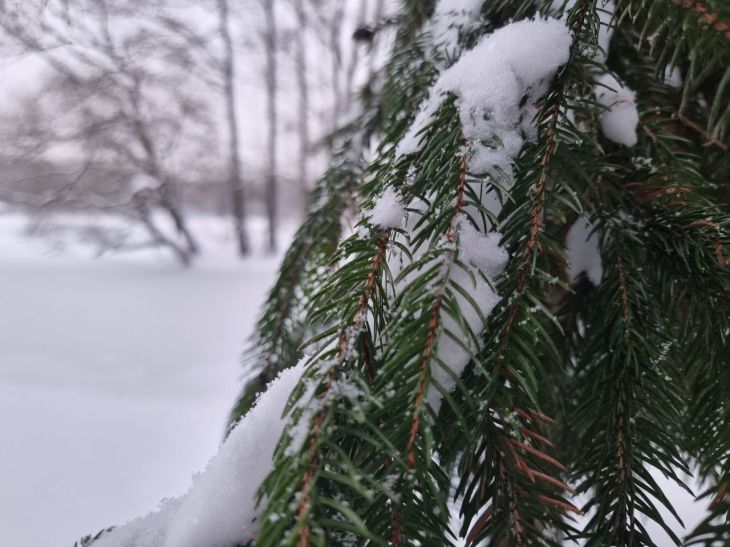 Народные приметы на 31 января 2024 года: что предвещает ненастное лето елка