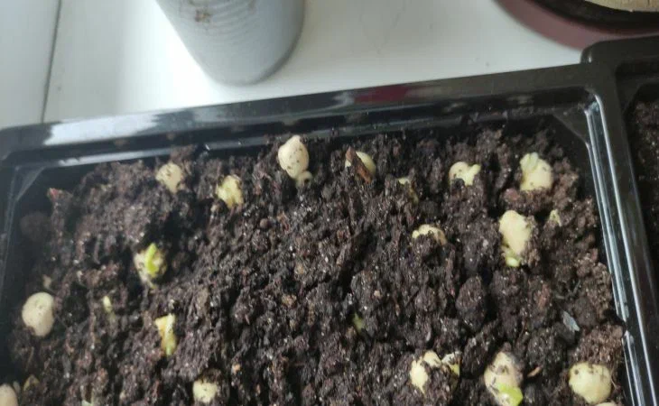 Зачем продвинутые дачники замачивают семена в перекиси водорода: копеечное средство – двойная польза Рассада