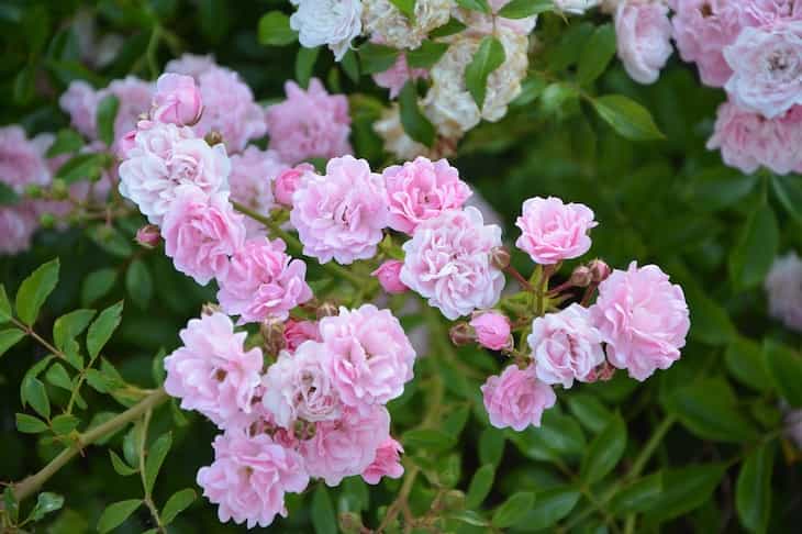 Gardening tips: A full-size garden on a small territory roses
