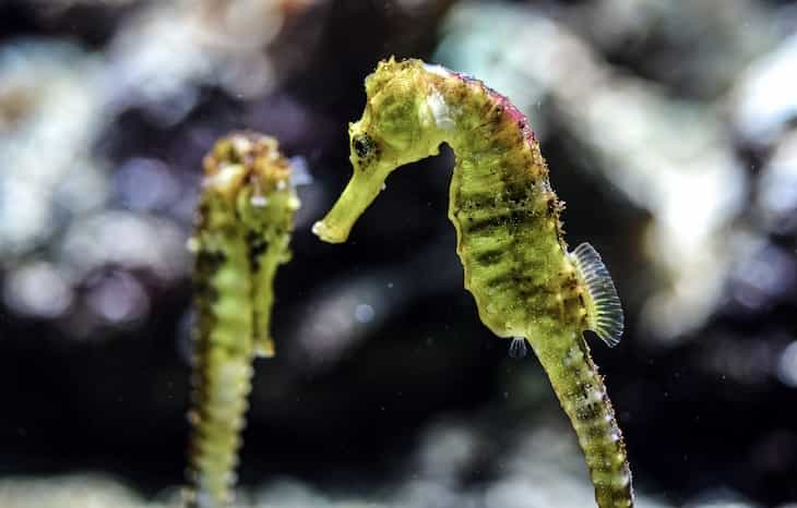 seahorse