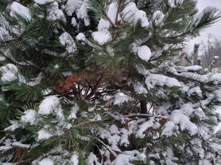 Снег, природа