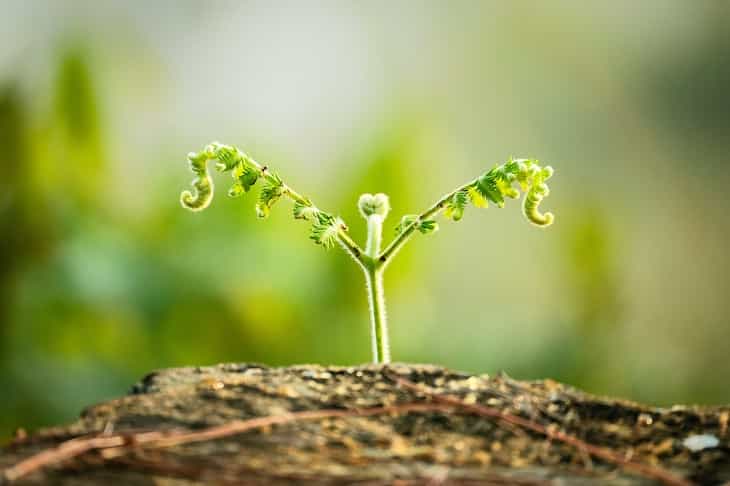 Gardening insights: Growing from seeds VS sprouts sprout