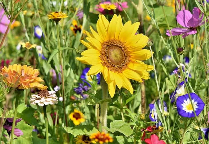 Gardening tips: Do it annually – garden plants that have to be replanted sunflower