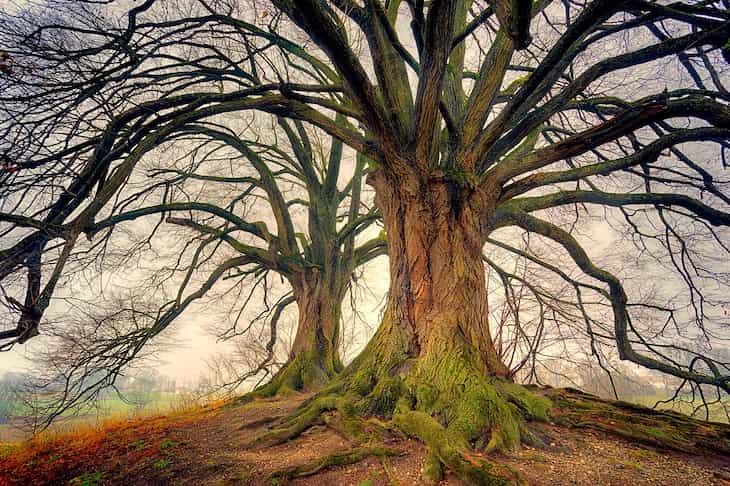 Gardening tips: Getting rid of an old tree tree